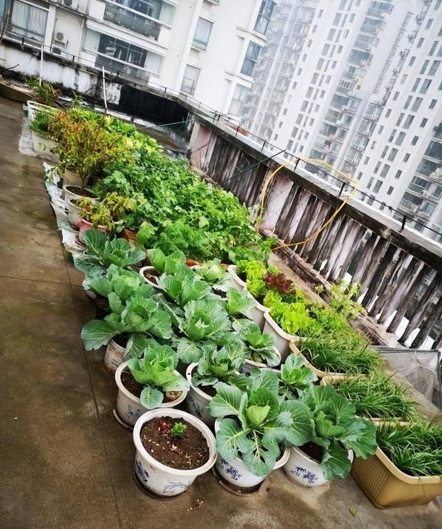 阳台种菜,学会"这一招",蔬菜发芽快长势旺,一年不愁没菜吃|蔬菜|阳台