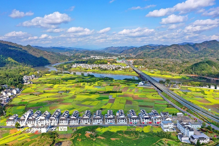 2024年3月28日,安徽省黄山市歙县雄村镇雄村村,成片的金黄色油菜花与