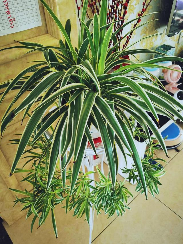 吊兰它的叶片颜色翠绿,颜色比较深,叶子很多,翠绿发亮,很是美观,开花