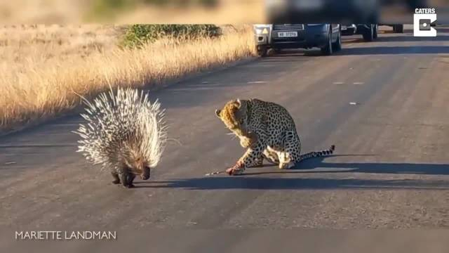 没见过豪猪的傻豹子