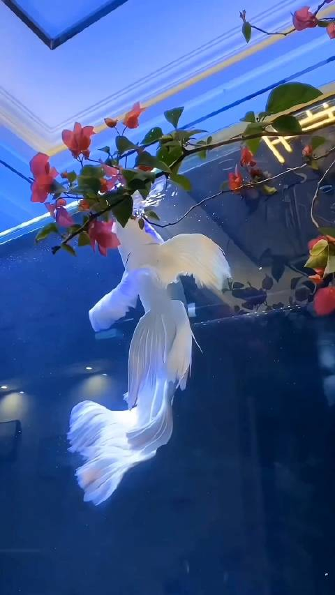 这条白色锦鲤也太漂亮了吧求好运