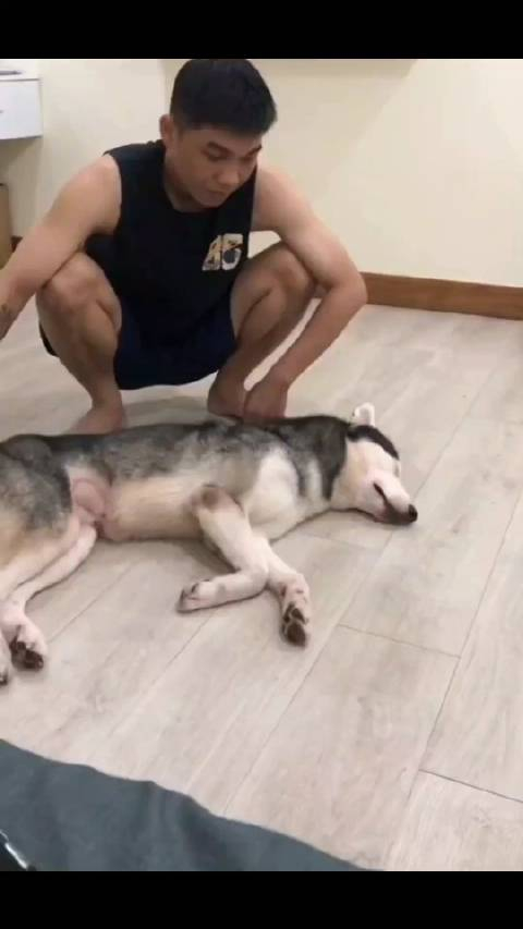 二哈我是谁我在哪