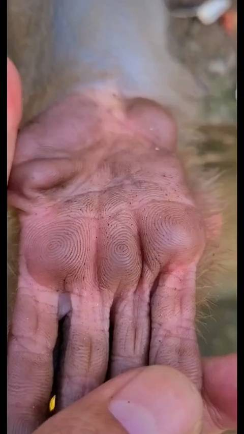 猴你最好在我手掌方跟香蕉要不然给你也算一卦