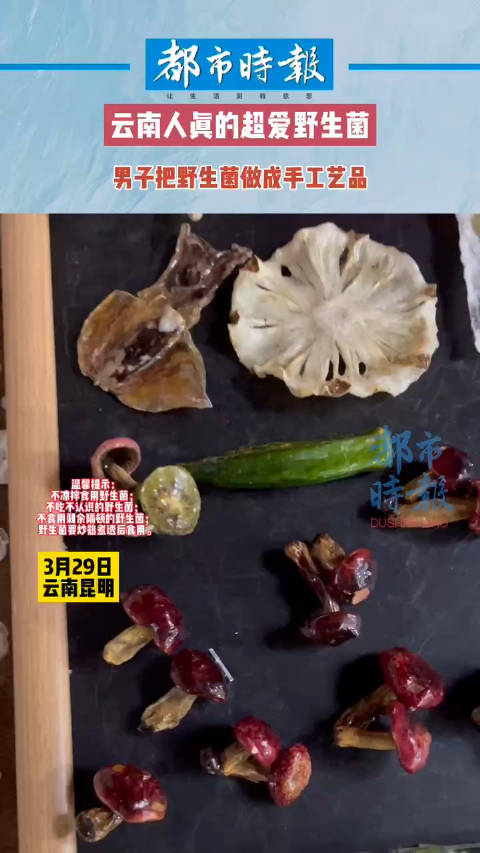 3月29日云南昆明云南人真的超爱野生菌一男子把野生菌做成了手工艺品
