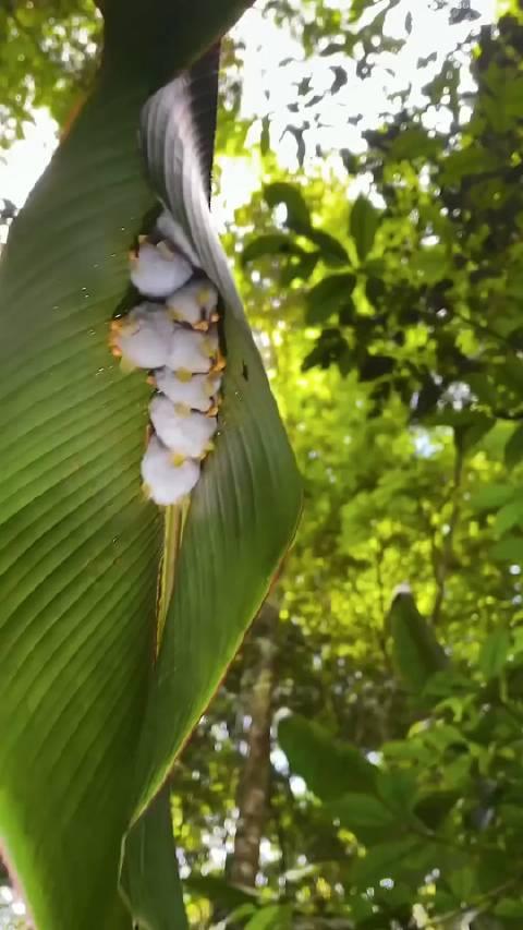 十种白蝙蝠图片