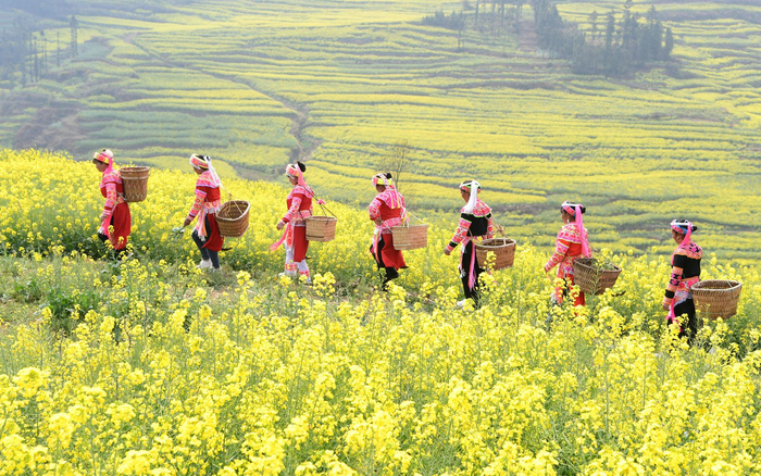 云南罗平，油菜花田中的表演。受访者供图