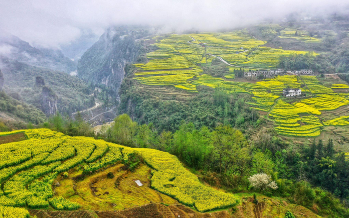 湖北恩施田凤坪村，云雾中的绝壁花海。受访者供图