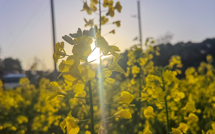 盛开的油菜花。新京报记者 周怀宗 摄