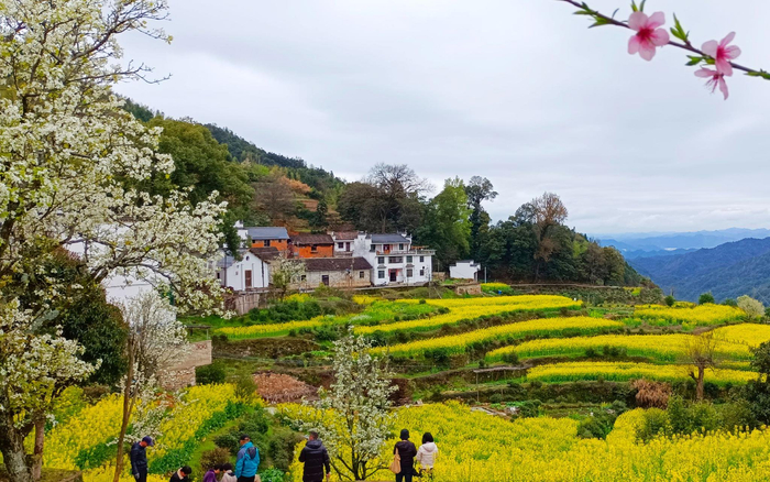 江西婺源，山村、梯田、油菜花共同绘成的春日美景。受访者供图