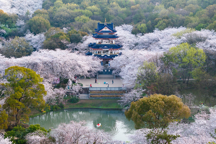 江苏无锡:樱花烂漫引客来|太湖|鼋头渚景区|樱花_新浪新闻