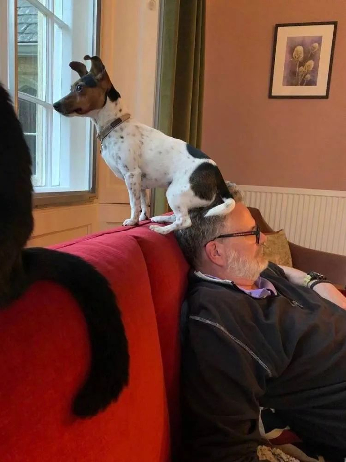 爱八卦的狗子为了看热闹经常一屁股坐在主人头上