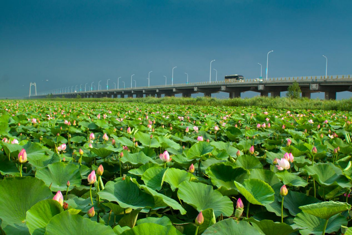 "工业学大庆,春天看大庆"精品旅游线路大推荐|龙凤湿地|连环湖温泉