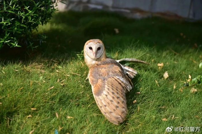 猴面鹰居然在警察蜀黍这儿"混吃混喝".