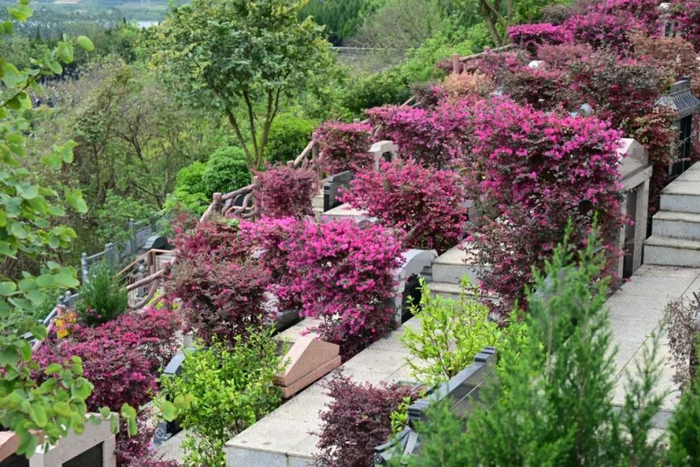 为了积极引导市民参与节地生态葬,月山公墓还推出惠民政策,希望通过一