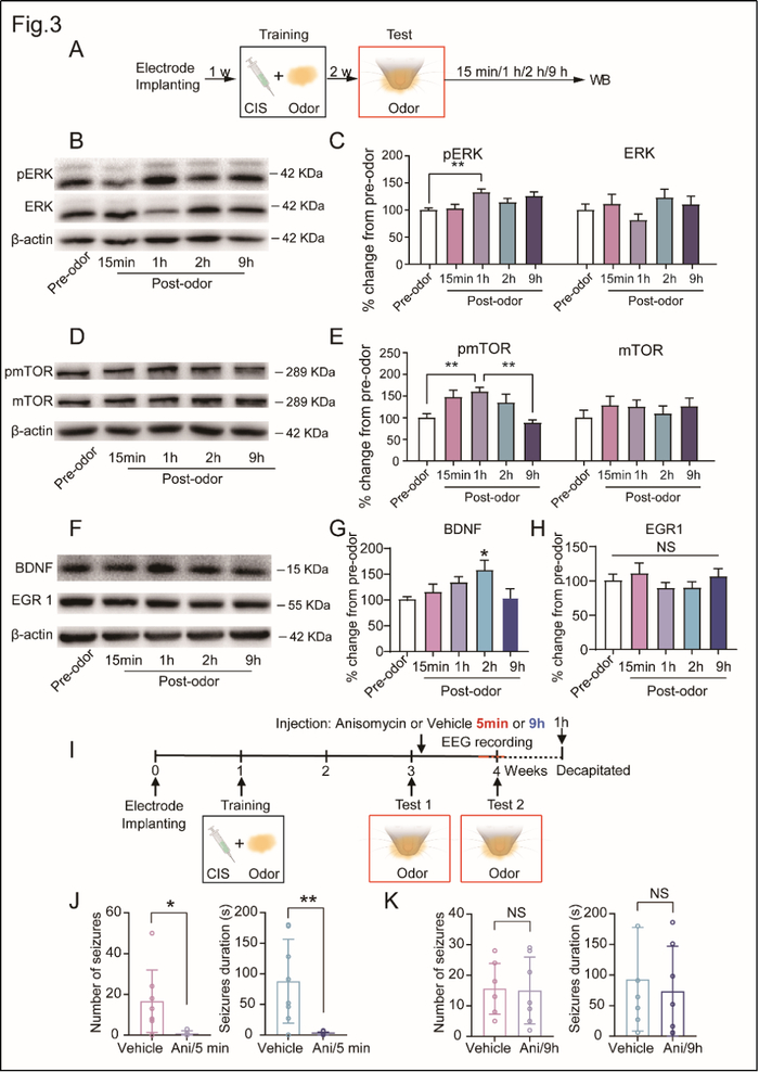 sciadv北京大学黄卓团队揭示基于癫痫记忆的癫痫发病新机制