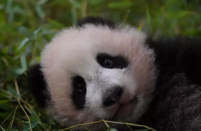 在俄罗斯诞生的首只大熊猫喀秋莎将在4岁时前往中国