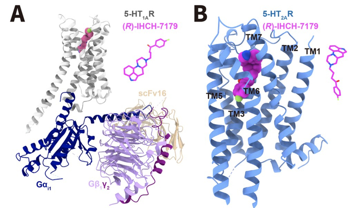 结构解析证实IHCH-7179分子在血清素1A受体（A）与2A受体（B）中的两种结合姿态。分子细胞卓越中心供图