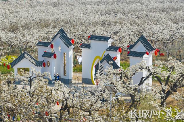 魏县梨花行,带您体味"万亩梨花香雪海"的别致美景|梨花_新浪新闻