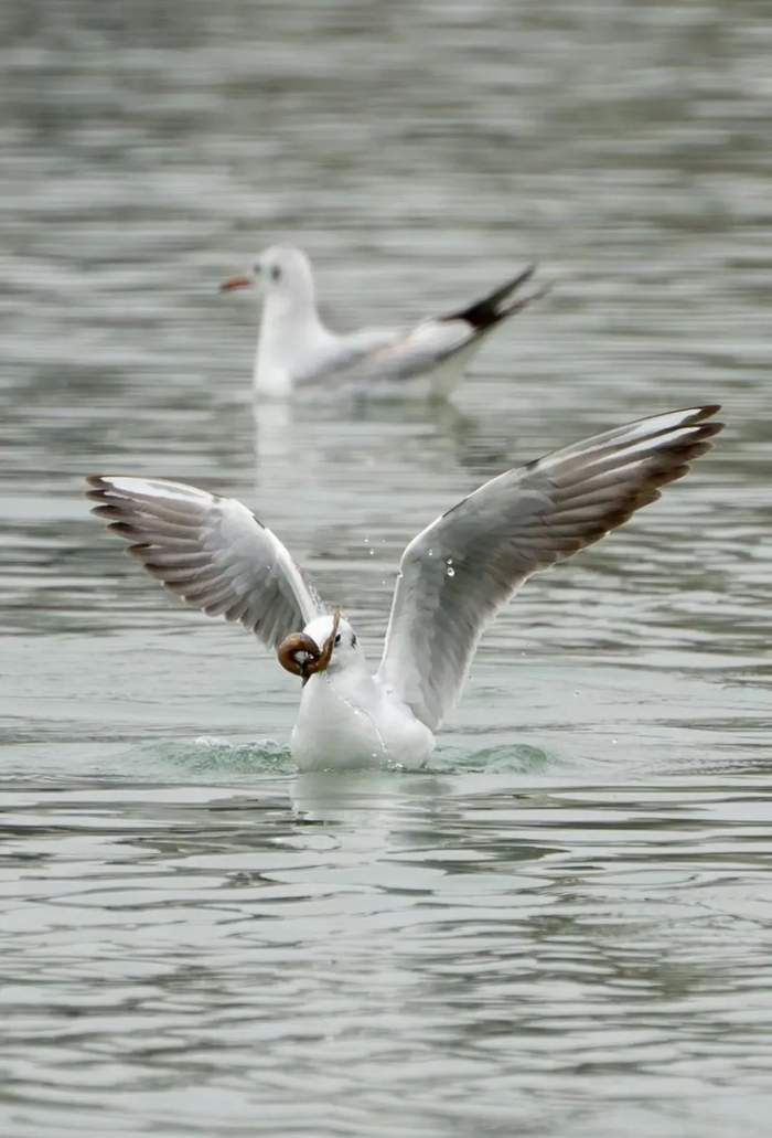 没去的抓紧!|红嘴鸥|太原|候鸟_新浪新闻