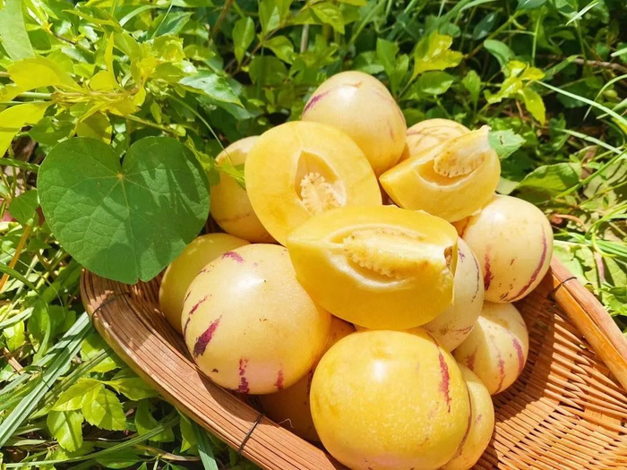 限量秒杀春天第一批云南树熟人参果清甜软滑爽口爆汁震撼口感打破刻板