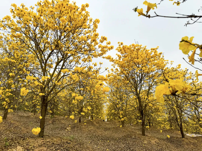 兴宁区:一树金黄醉春风 黄花风铃木灿烂盛放|南宁市|苗圃_新浪新闻