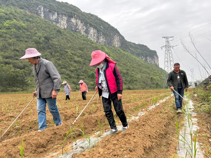 上林县澄泰乡:不负好春光 甘蔗种植忙|果园|甘蔗|上林县_新浪新闻