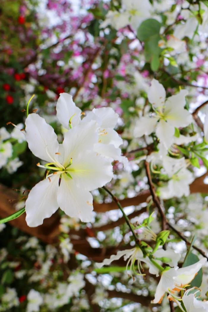 靓爆镜湛江高校最美校花来了你喜欢哪一个