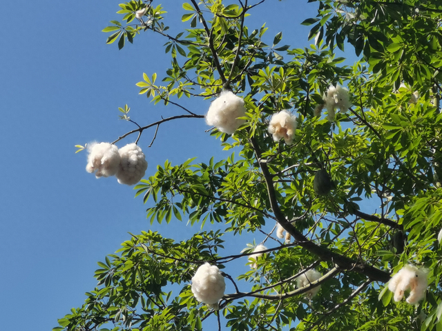 春天里的西昌丨美丽异木棉硕果累累 好似云朵挂枝头