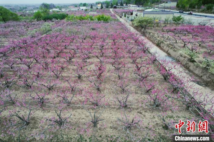【甘快看】黄土塬上有个"桃花源"|油桃|张河|西村_新浪新闻