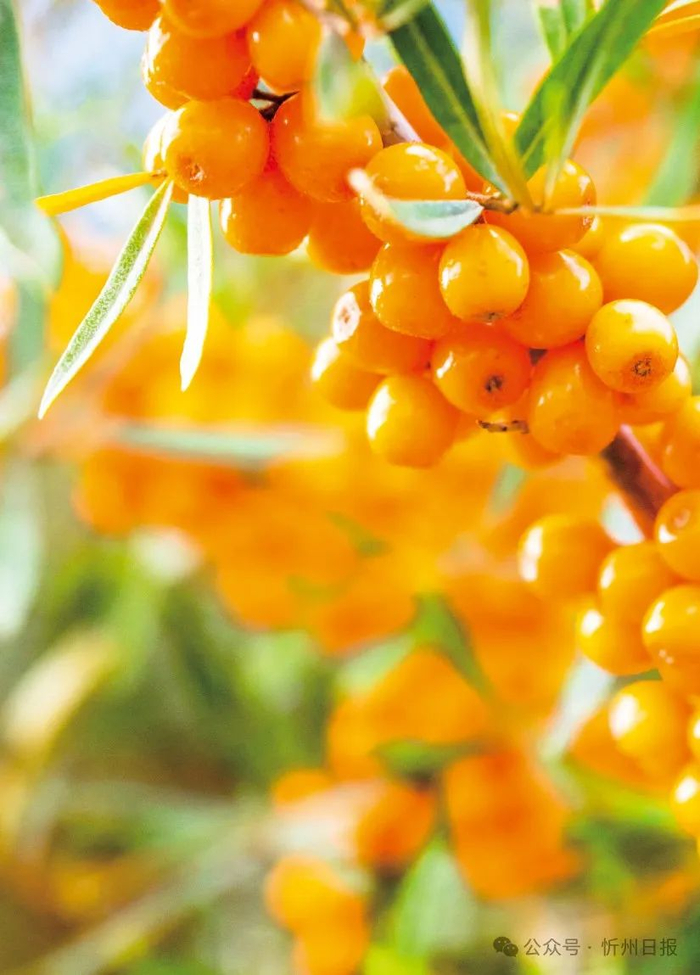 两会特刊山西五台山沙棘制品有限公司在中国式现代化实践中谱写五台山