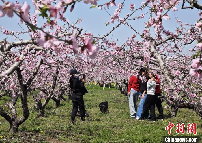 无锡阳山万亩桃林花开正盛 村舍之间尽是春意