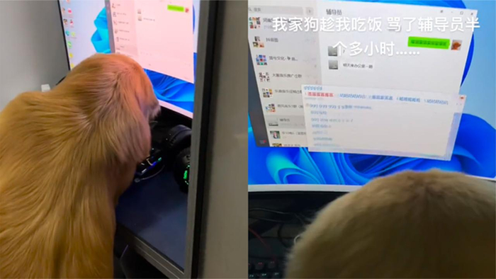 撤回的消息震耳欲聋!金毛坐电脑前骂辅导员半小时,看