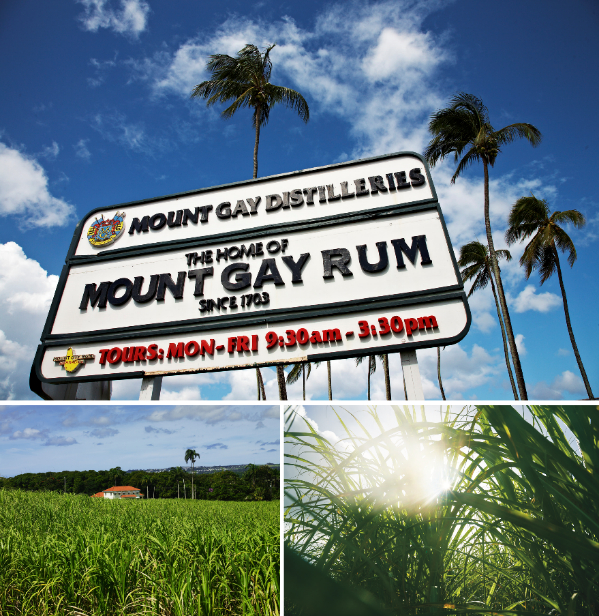 凯珊朗姆酒单一种植园系列第一版上市带来巴巴多斯的纯正体验发现新酿