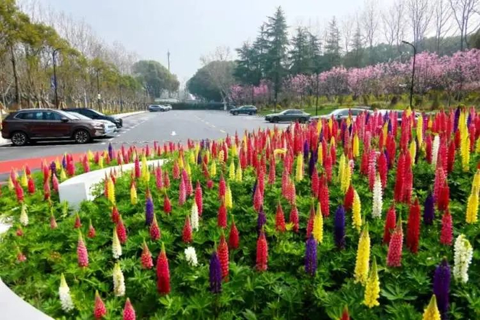 上海世纪公园将拆除围墙并24小时免费开放最快就在五一前