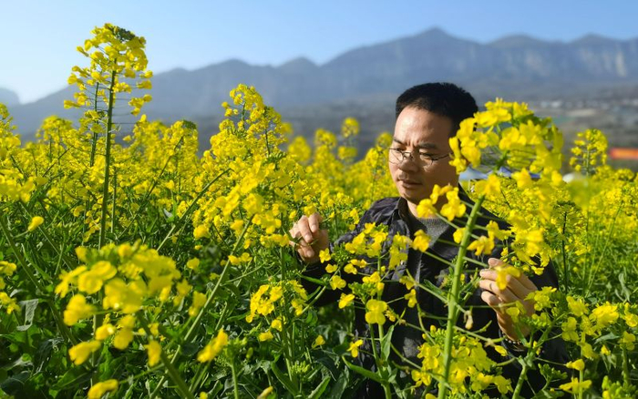 湖北恩施田凤坪村，李晓飞查看油菜长势。新京报记者 周怀宗 摄