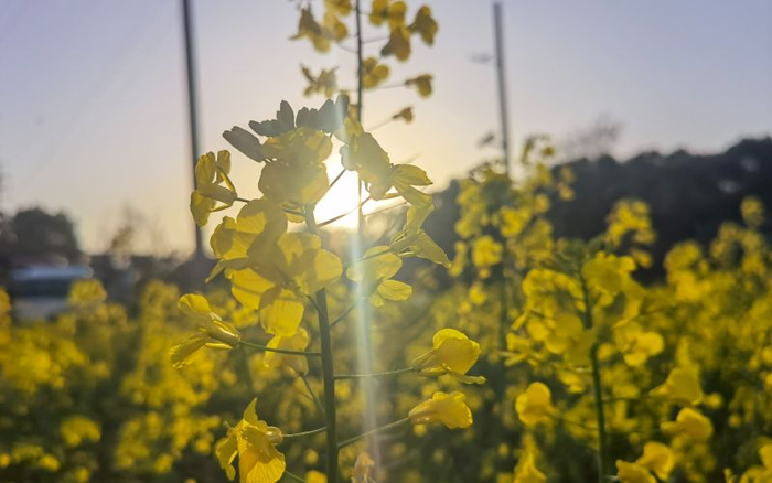 盛开的油菜花。新京报记者 周怀宗 摄