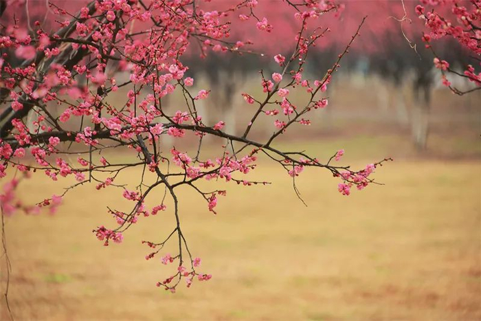 拍摄有意境的梅花|意境|拍摄|树干_新浪新闻