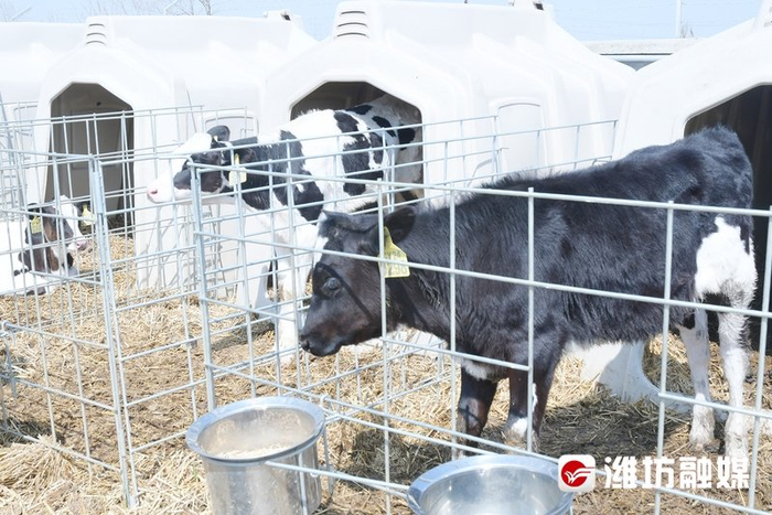 村村有好戏 | 有身份证,吃定制餐,奶牛过上"智慧生活"|脚链|斯坦|奶牛