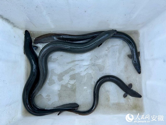 "鳗"游大别山|大别山_新浪新闻