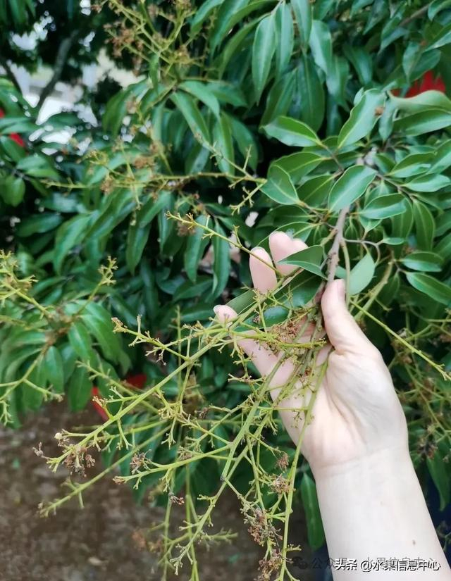 史诗级减产,今年的荔枝恐怕是吃不起了|糯米糍|妃子笑|东莞|品种|海南_新浪新闻