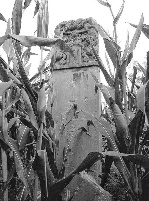 玉米丛中的李商隐之墓(《寻人不遇》配图)他从美国带来两瓶威士忌:一