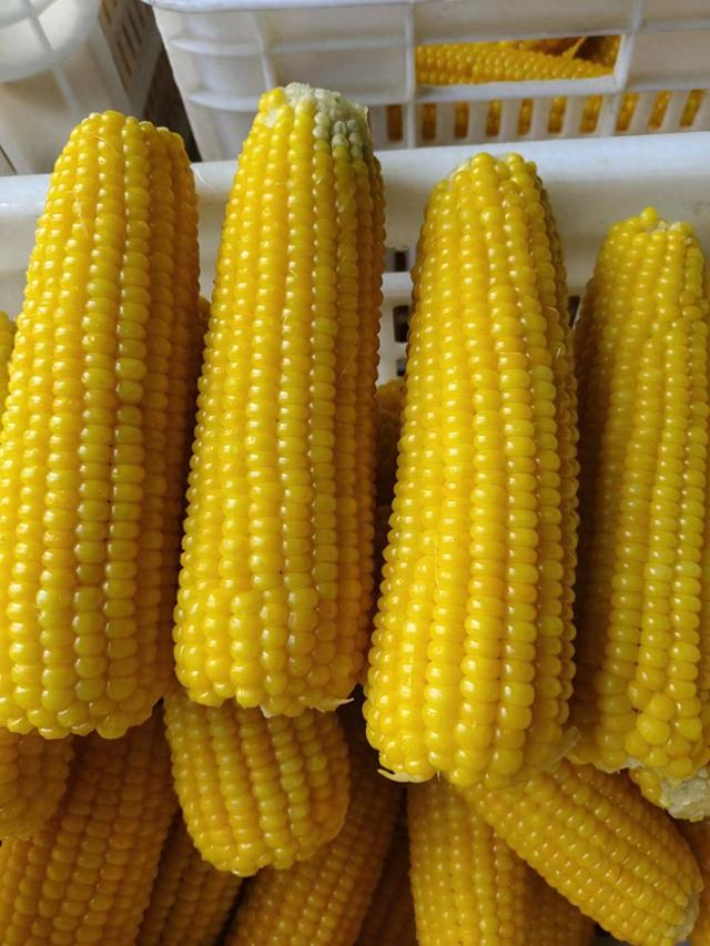 柳河镇甜糯玉米种出好"钱景"|玉米|柳河镇|钱景_新浪新闻