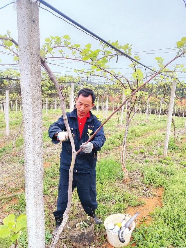 岁月不枉赶路人——岳阳县黄沙街镇"新农人"的创业故事|黄建文|猕猴桃