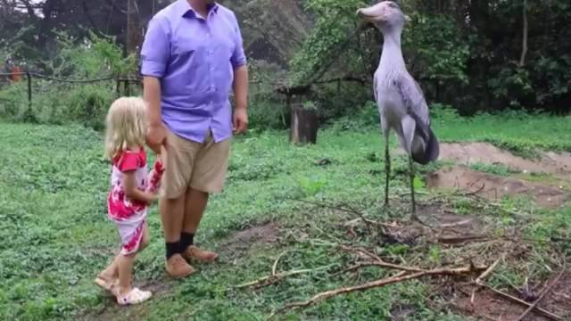 特别有礼貌的巨鸟跟它鞠一躬它就会回礼