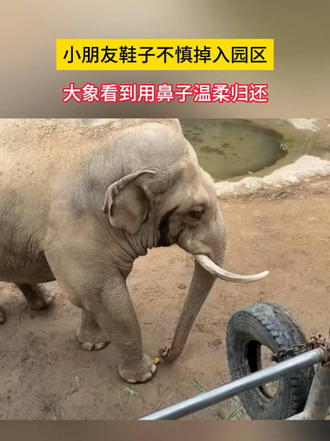 大象捡起游客的鞋子后温柔归还游客纷纷感叹大象真聪明