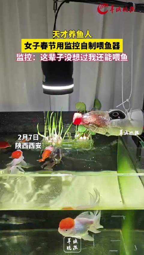 女子出远门用监控自制喂鱼器这也太天才了吧