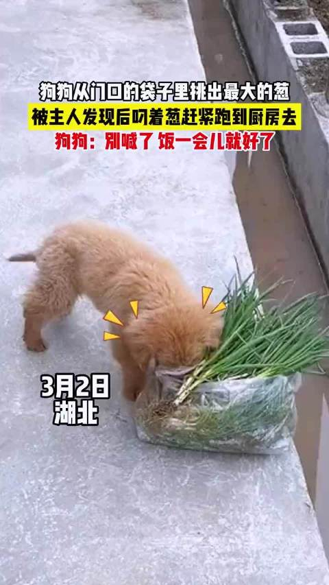 狗狗从门口的袋子里挑出最大的葱被主人发现后叼着葱赶紧跑到厨房去