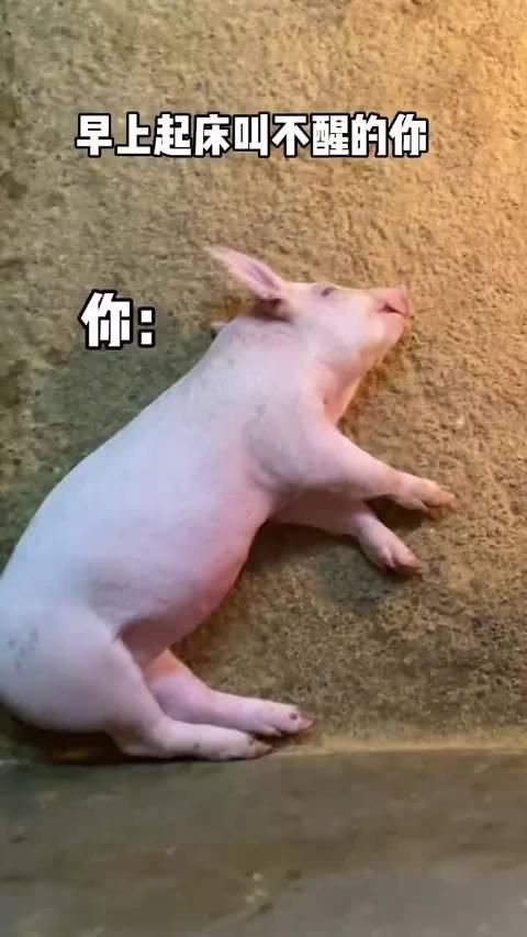 额,一头装睡的猪还真的很难叫醒啊