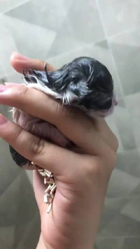 有没有可能这些猫成精了!