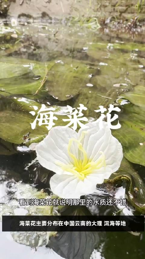 海菜花是一种典型的沉水植物其生活史完全依赖于水体环境